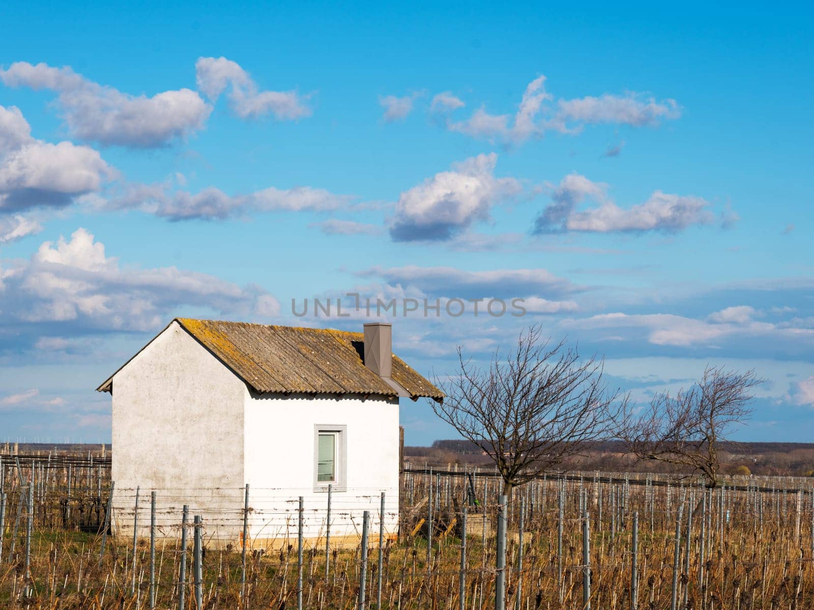 View on an old hut in the vineyard Burgenland