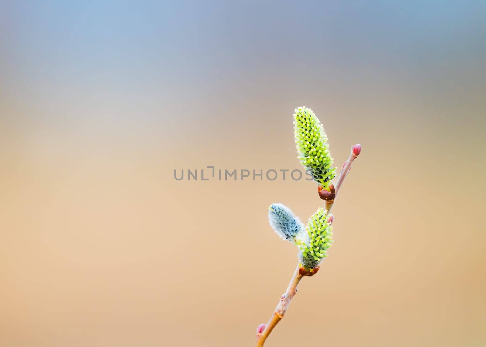 Willow (Salix caprea) branch with coats, fluffy willow flowers. Easter. Palm Sunday. Goat Willow (Salix caprea) in park, Willow (Salix caprea) branches with buds blossoming
