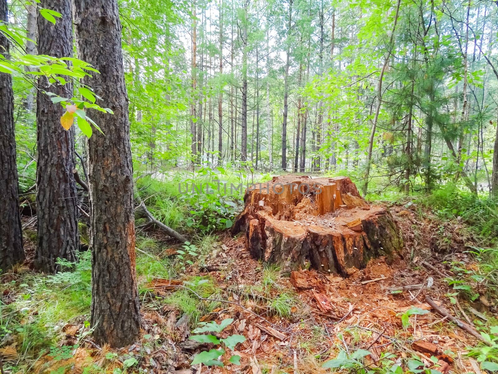 Stump sawn thick wood. deforestation under baikal.
