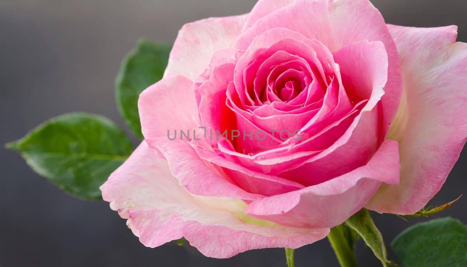 Close up of tenderness pink rose.