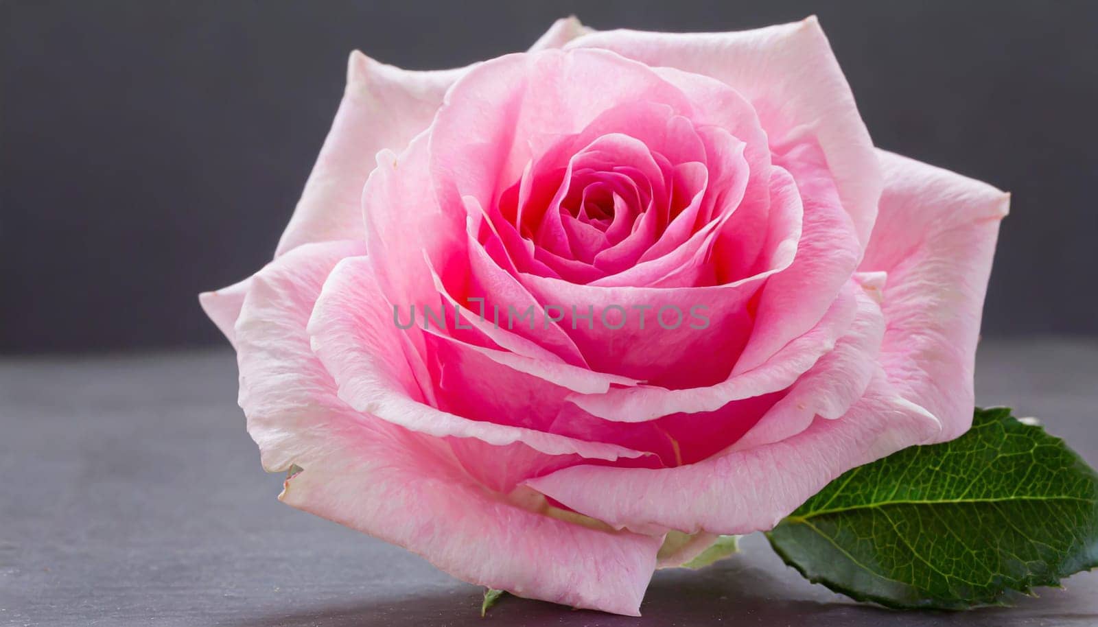 Close up of tenderness pink rose.