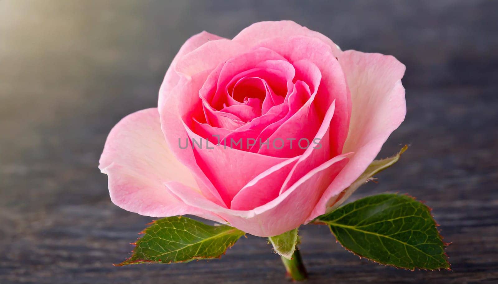 Close up of tenderness pink rose.