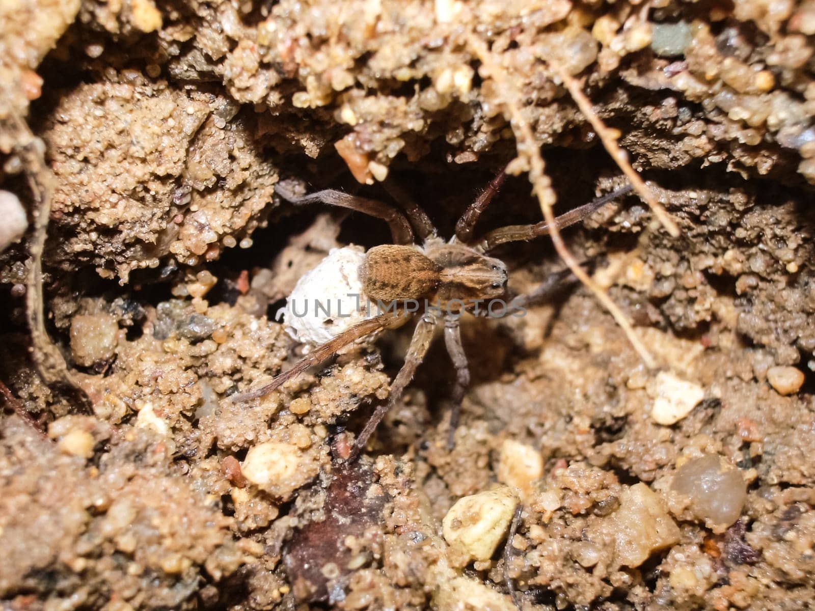 Female spider with a cocoon. Care of the offspring of spiders.