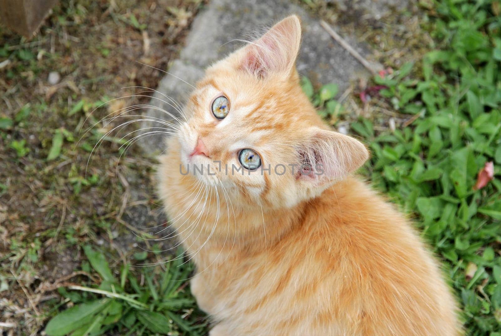 A curious little red cat with blue eyes