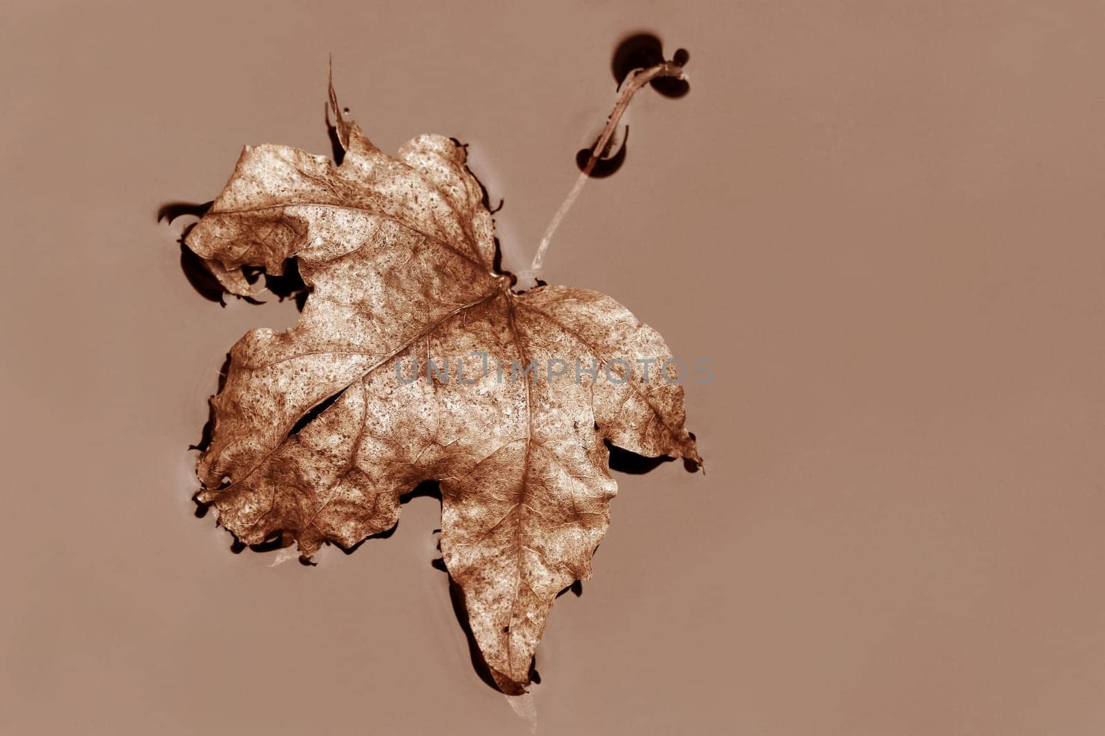 An autumn leaf in the water in Peach Fuzz