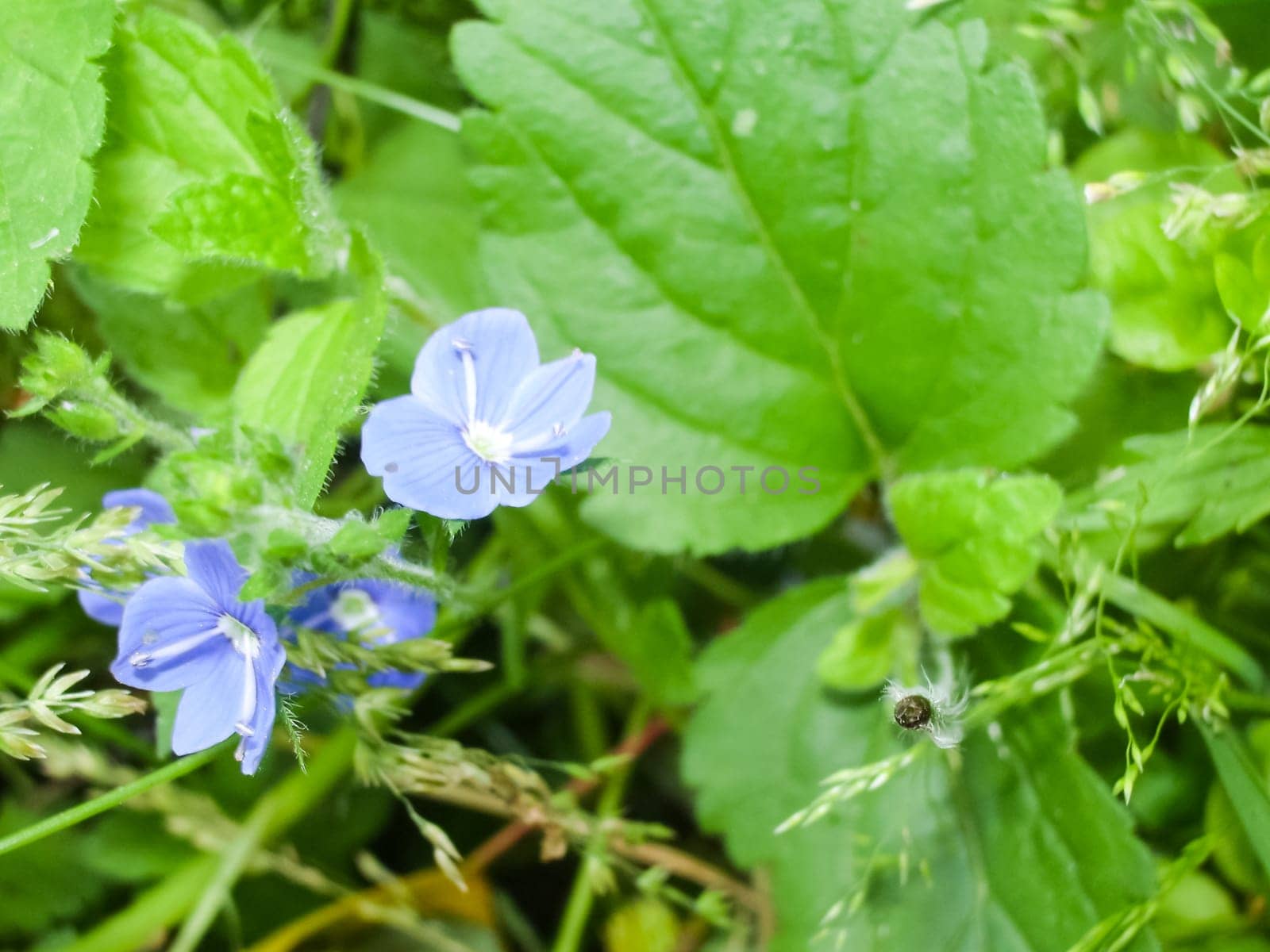 Flowers plants, beautiful flowering plants. Flowers plants, beautiful flowering plants