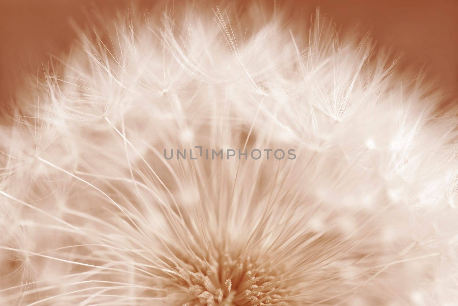 Close-up of a dandelion, a faded dandelion in Peach Fuzz