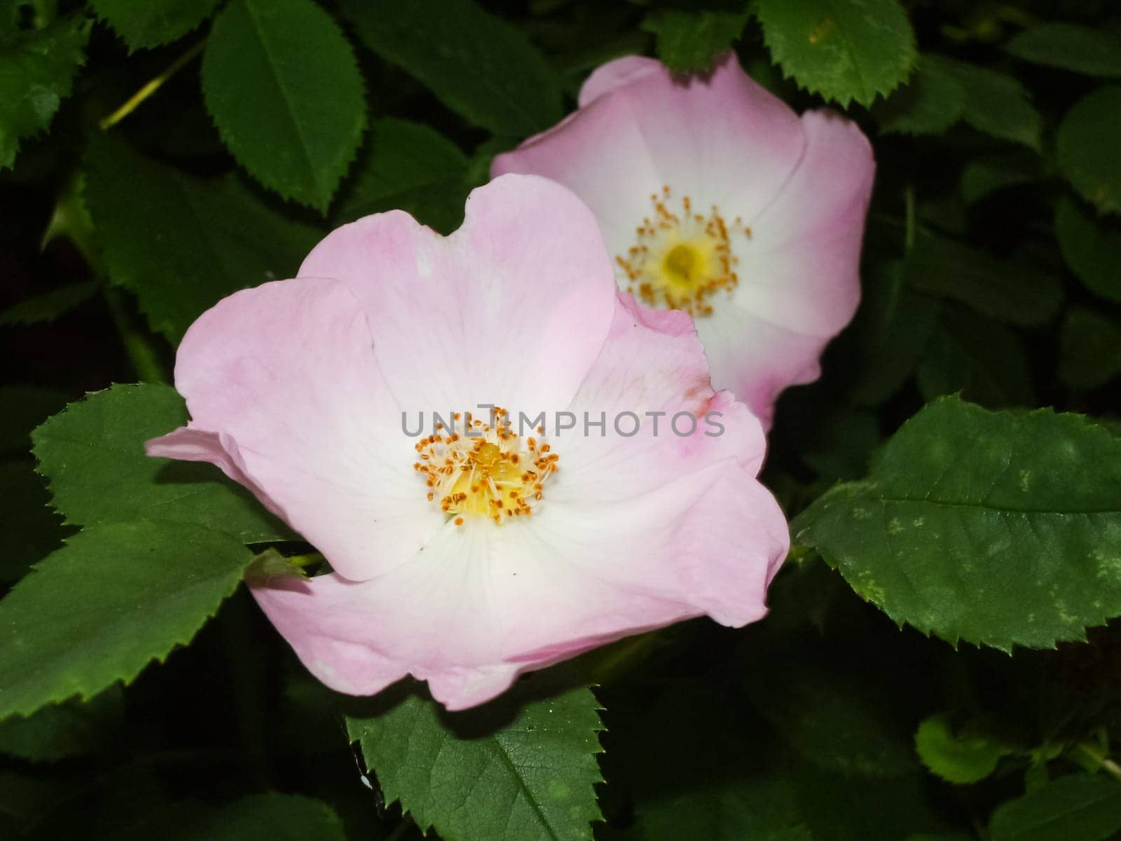 Flowers plants, beautiful flowering plants. Flowers plants, beautiful flowering plants