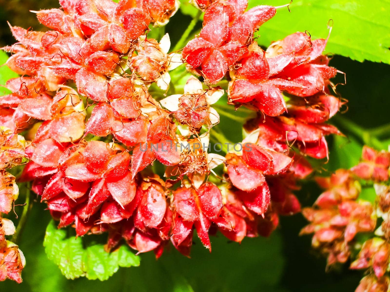 Flowers plants, beautiful flowering plants. Flowers plants, beautiful flowering plants