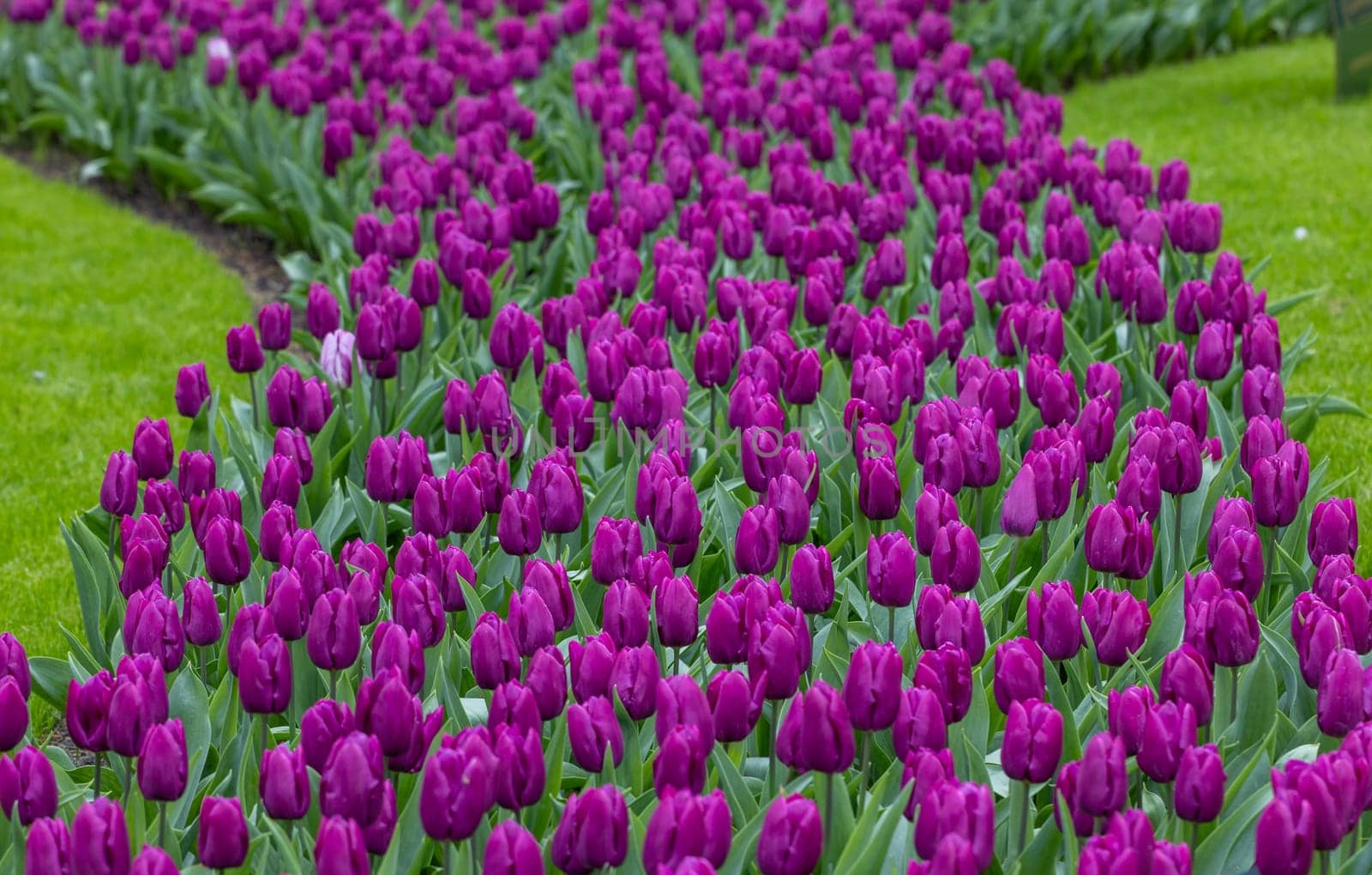 purple tulips blooming in a garden