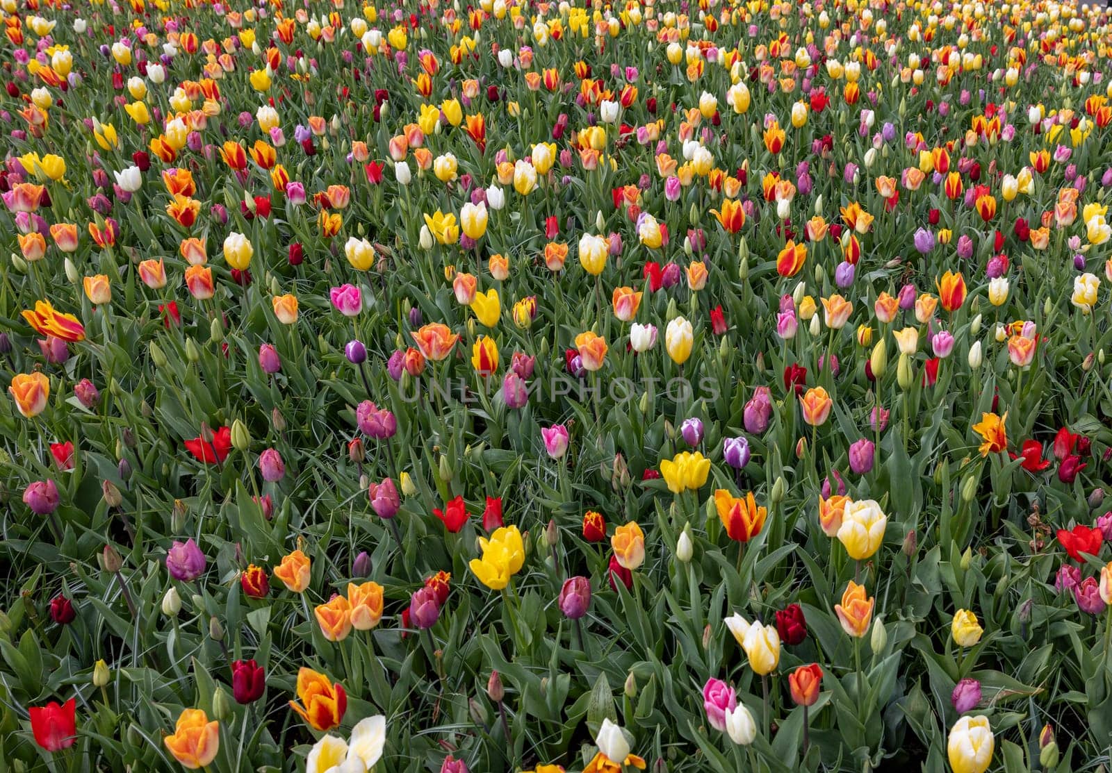 A melange of colorful tulips blooming in a garden
