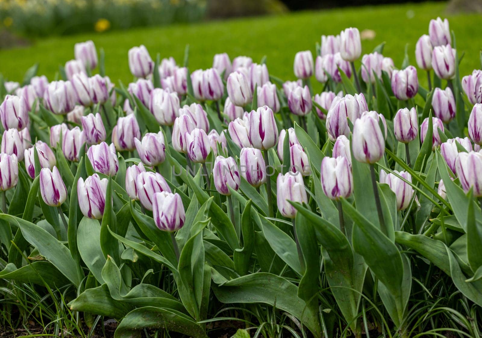 white and purple tulips blooming in a garden