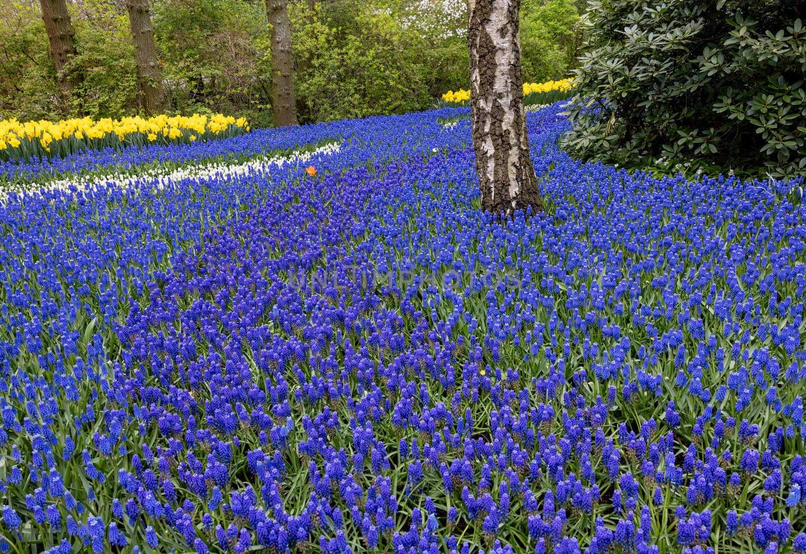 blue muscari flowers blooming in a garden
