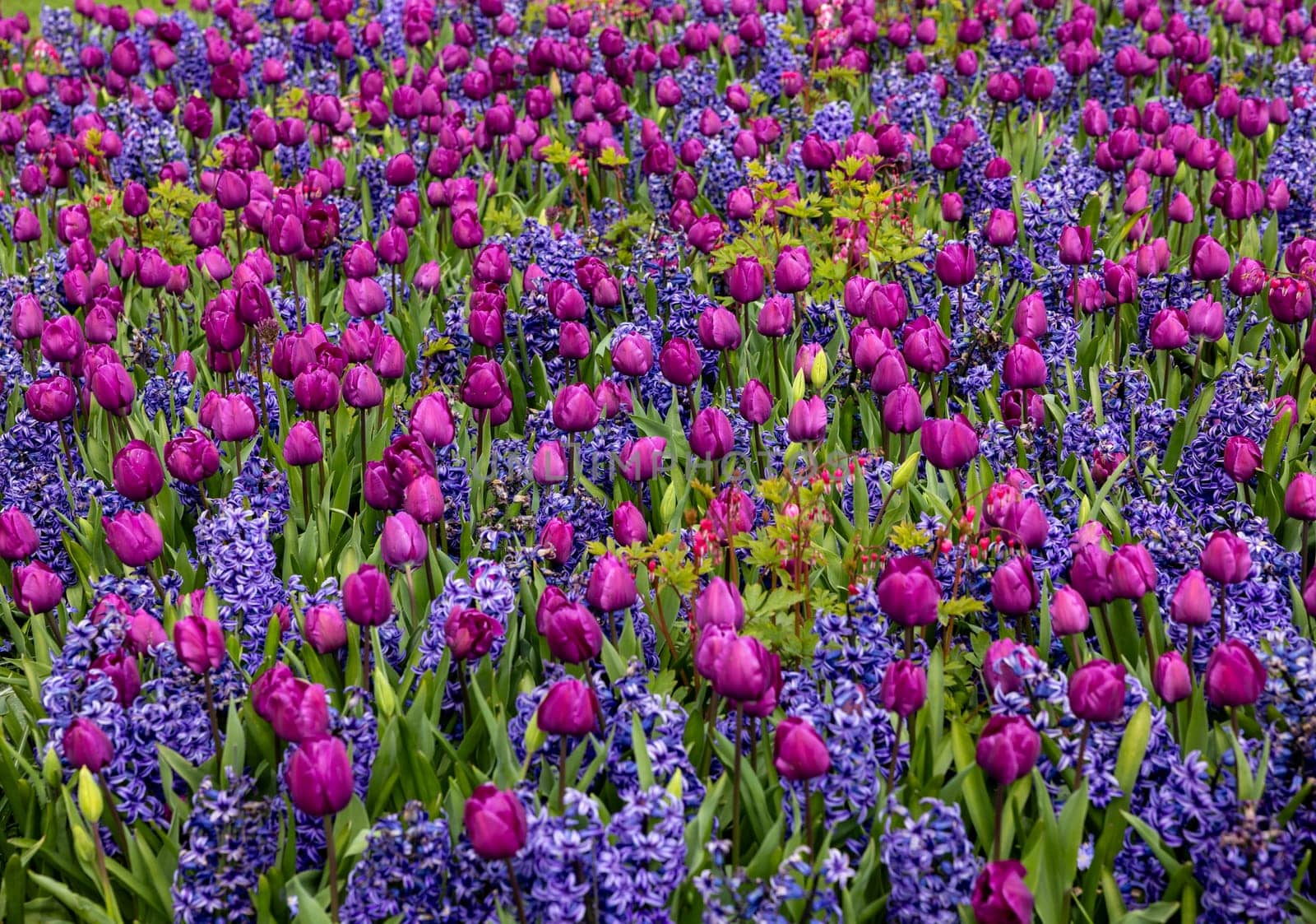 purple tulips and blue hyacinths blooming in a garden