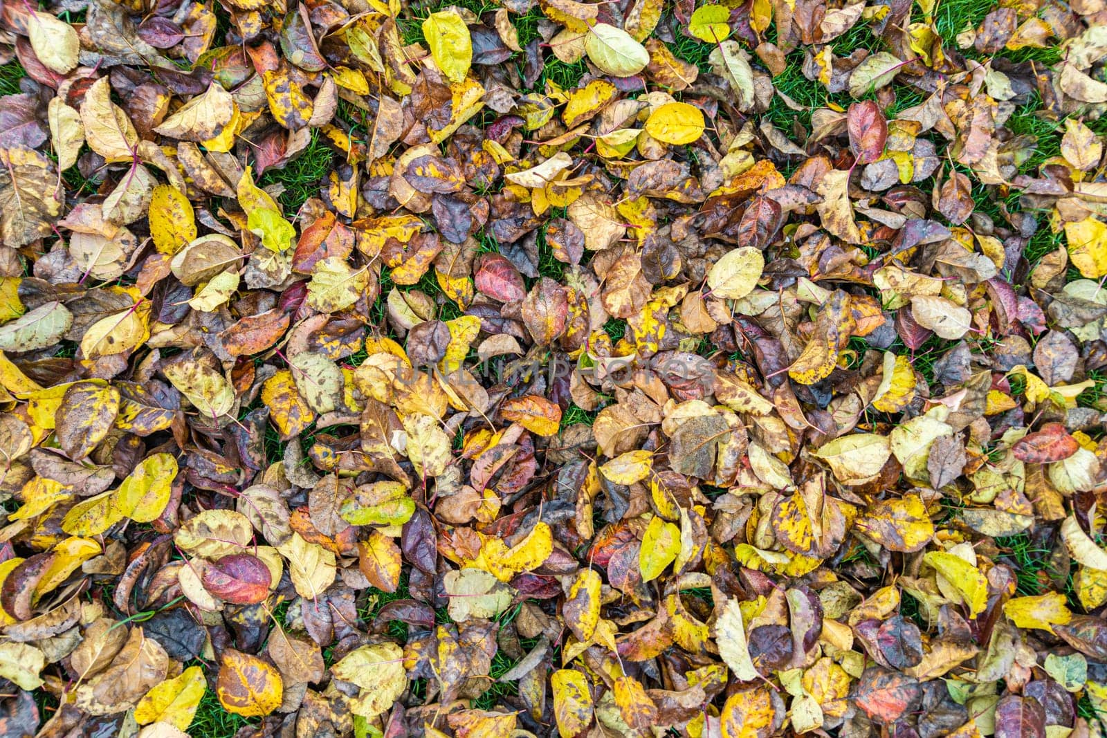 autumnal apple tree leaves on the ground, high angle view full-frame background and texture.