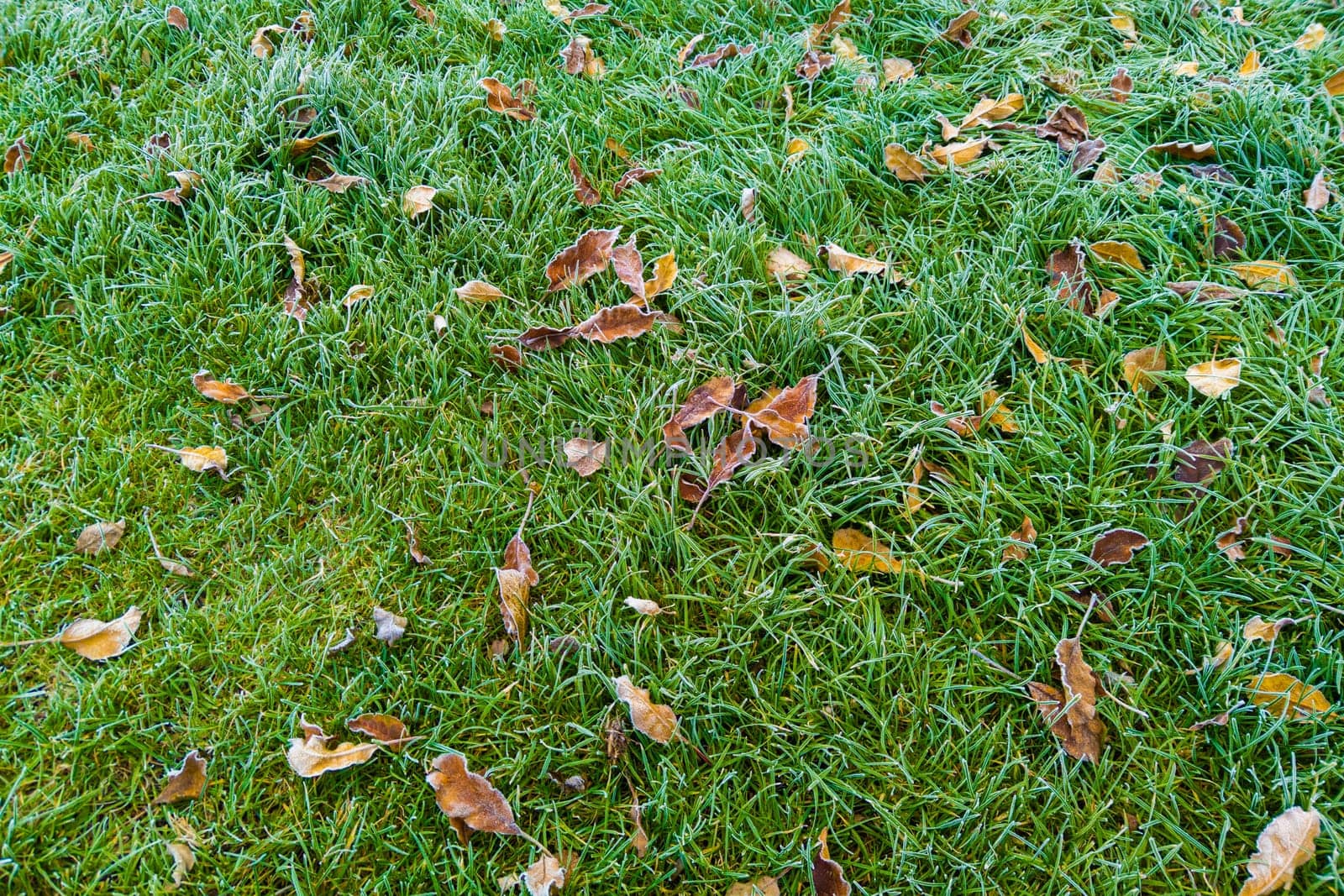 fallen autumn leaves on green grass covered with morning dew.