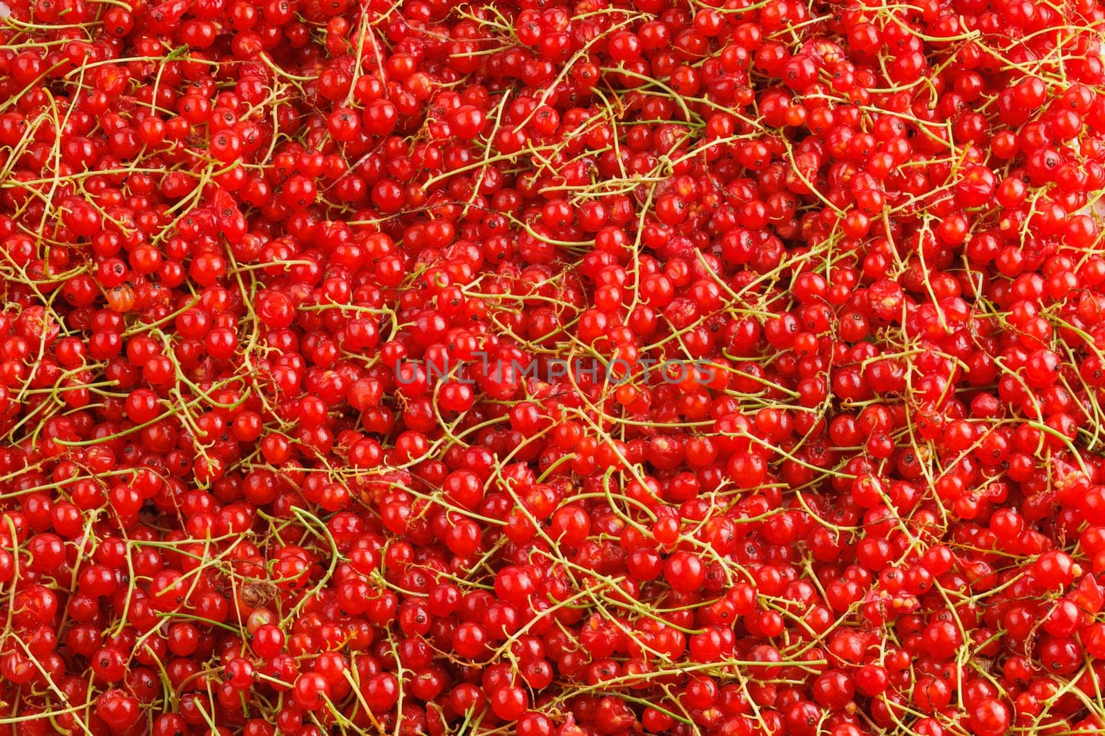 full-frame background and texture of red currants pile in high angle view.