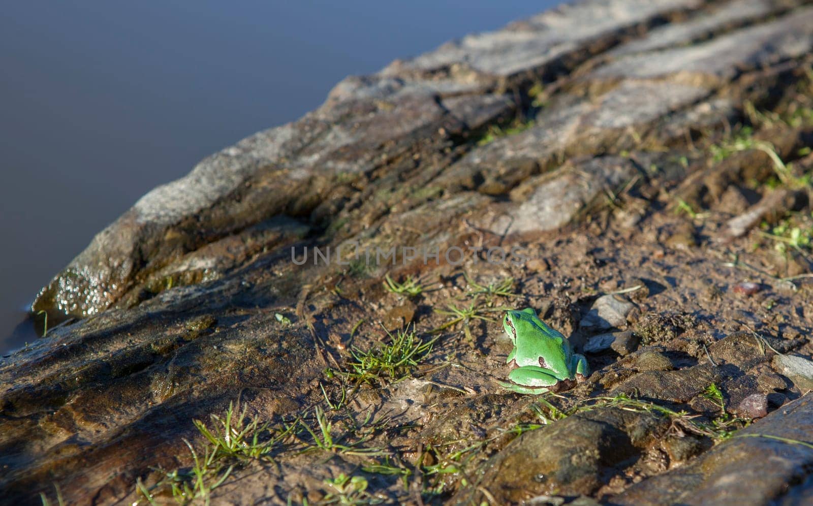 European tree frog on the rocky shore of a pond. Selective focus