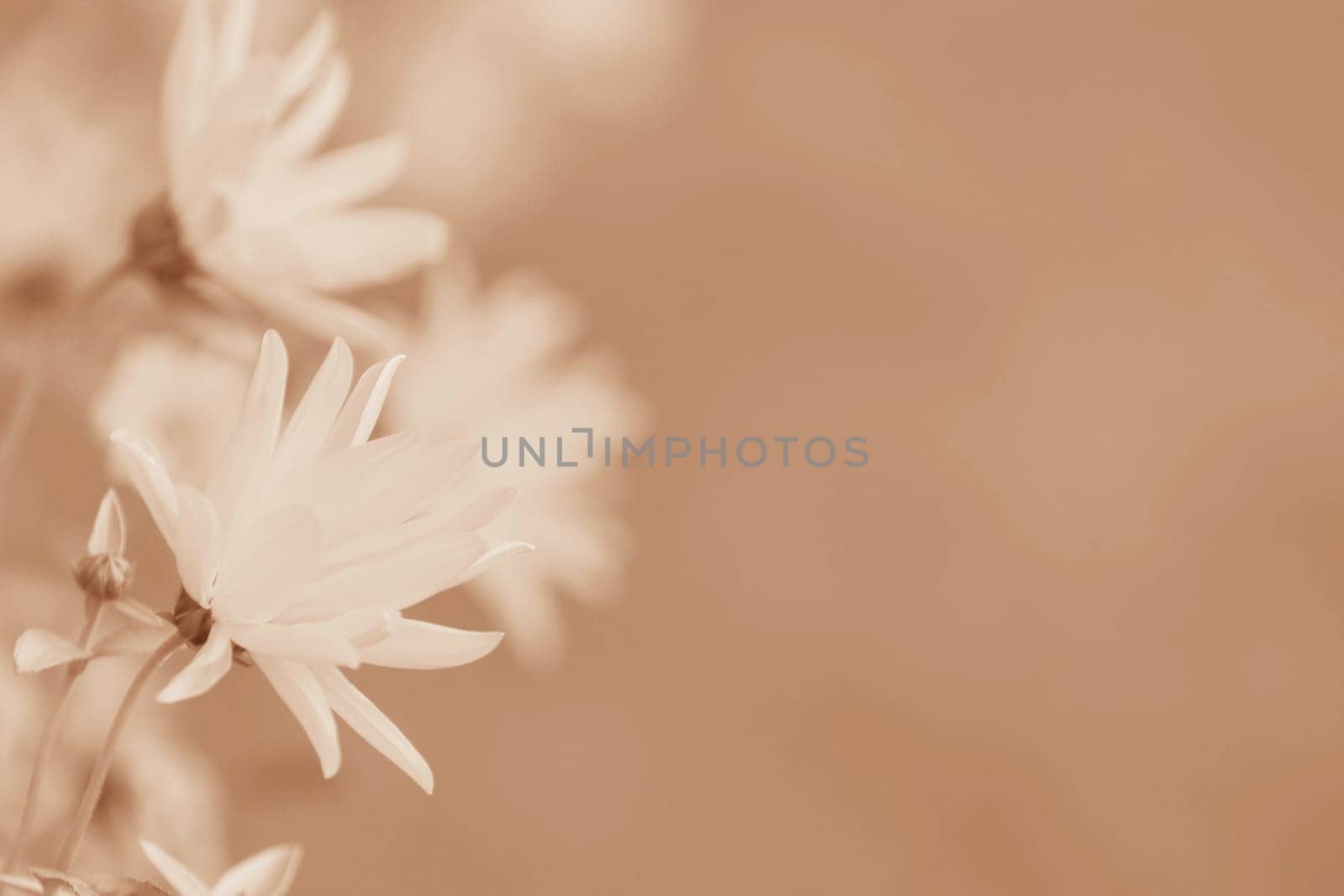 Close-up of small daisies in Peach Fuzz