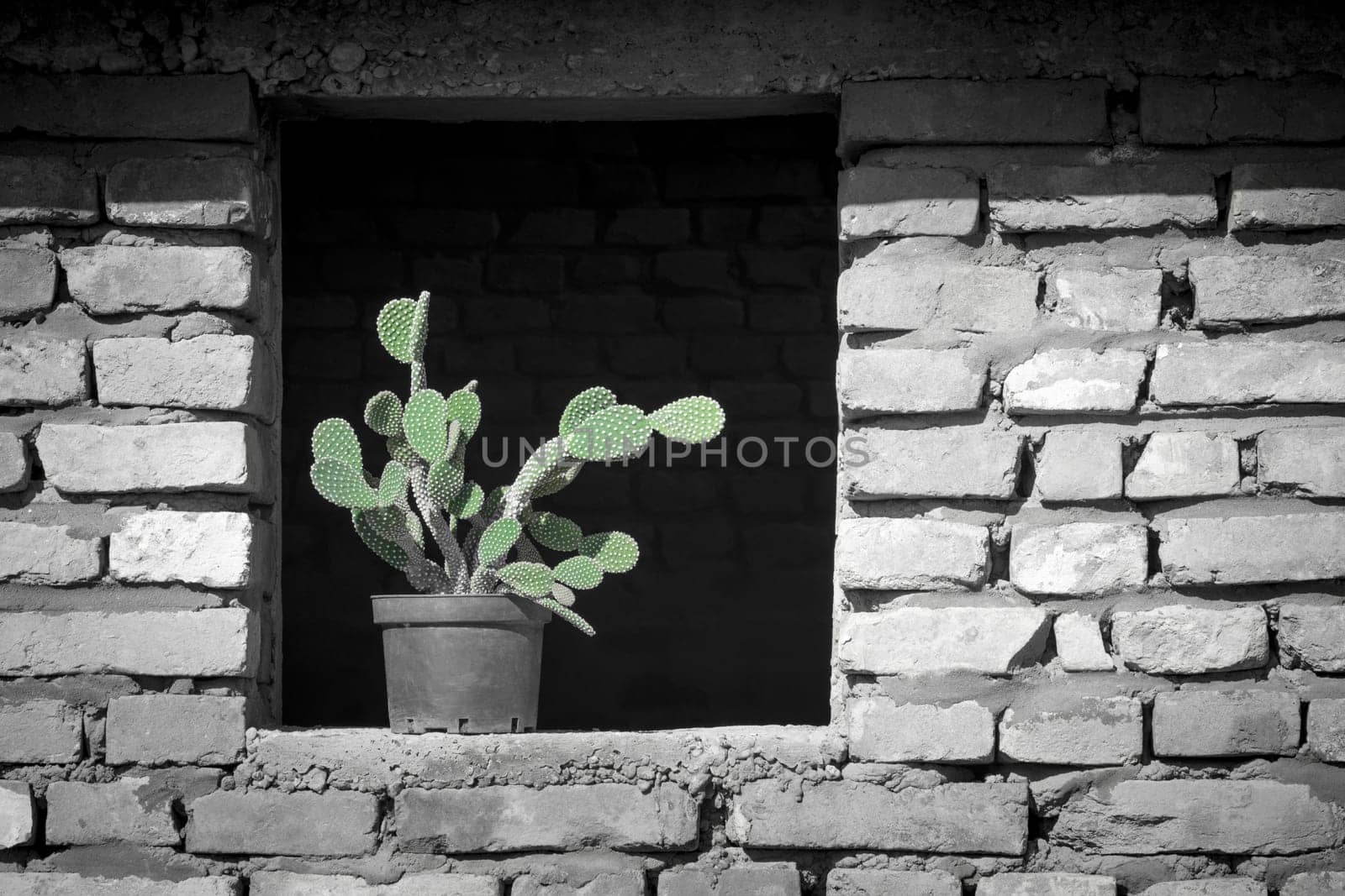 Green cactus on window sill on old gray brick wall background, vintage home decor.