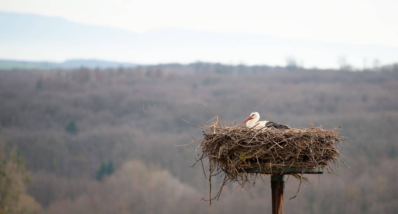 Stork flying to the nest with branches, bird migration in Alsace, Oberbronn France, breeding in spring