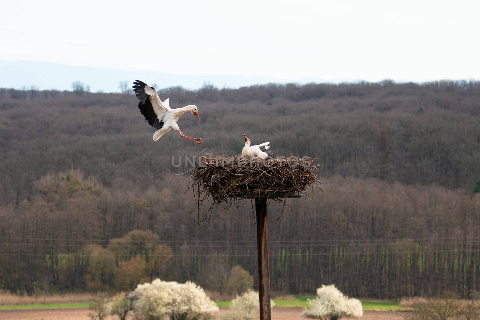 Stork flying to the nest with branches, bird migration in Alsace, Oberbronn France, breeding in spring