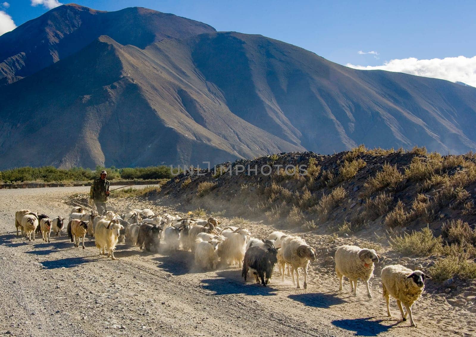 Tibet - Shepherd with his herd of sheep and goats near Tsetang high on the Tibetan Plateau.