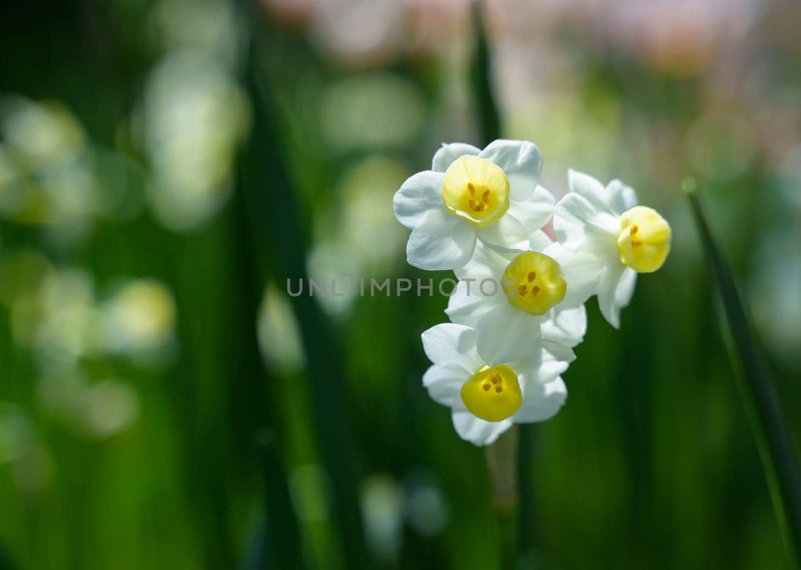 Spring blossoming white narcissus daffodil flower with green leaves background in flowerbed