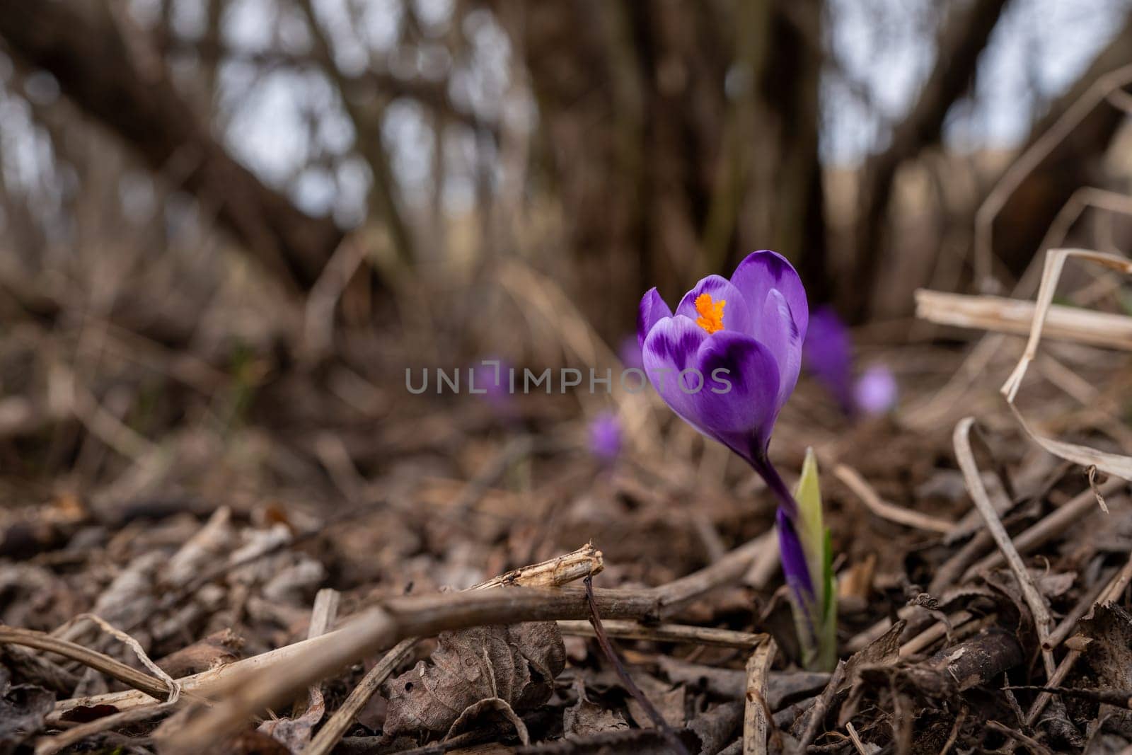 Wild purple and yellow iris - Crocus heuffelianus discolor -  flower growing in shade, dry grass and leaves around