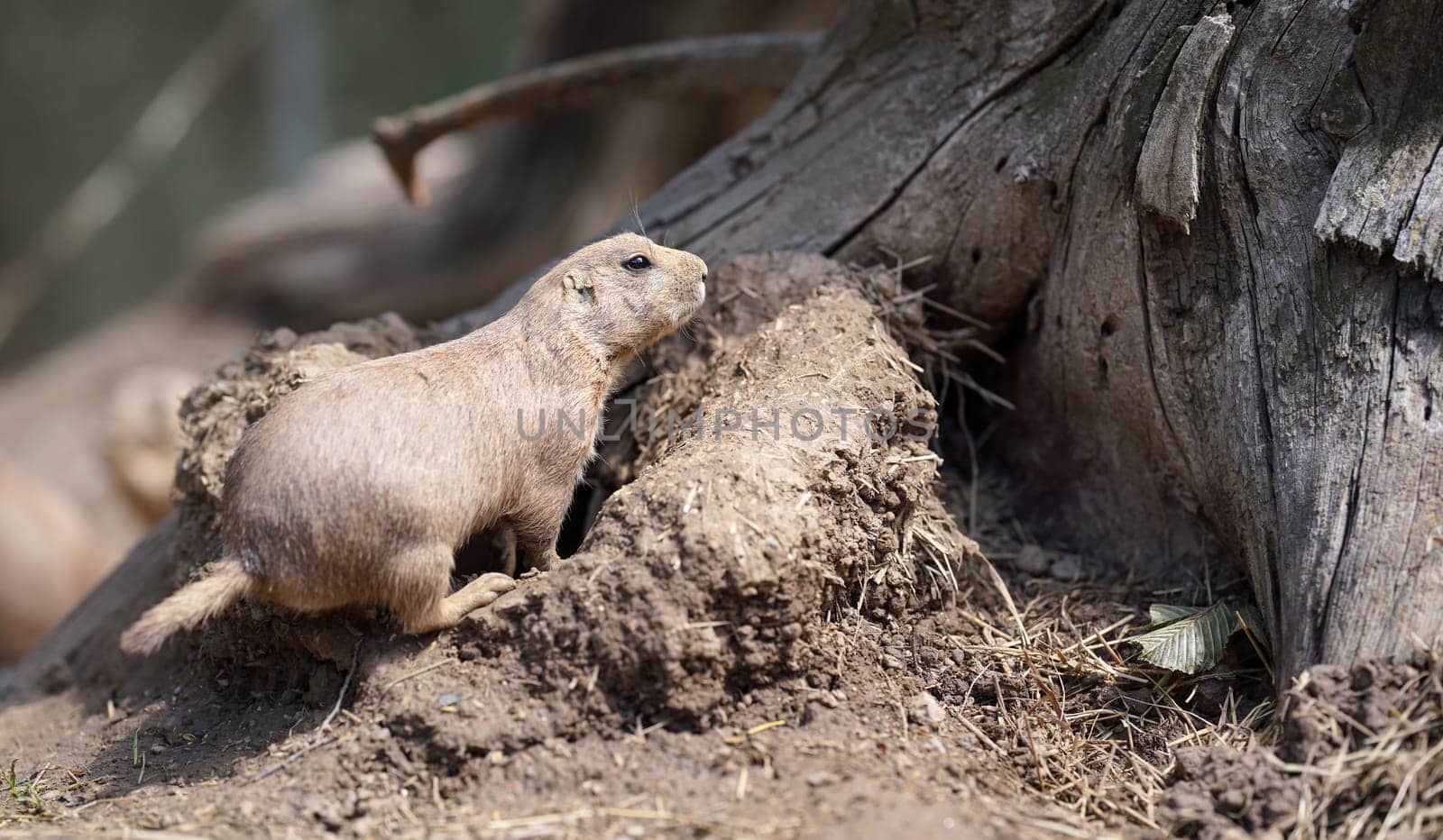 Black-tailed prairie dog (Cynomys ludovicianus) near dry tree stump