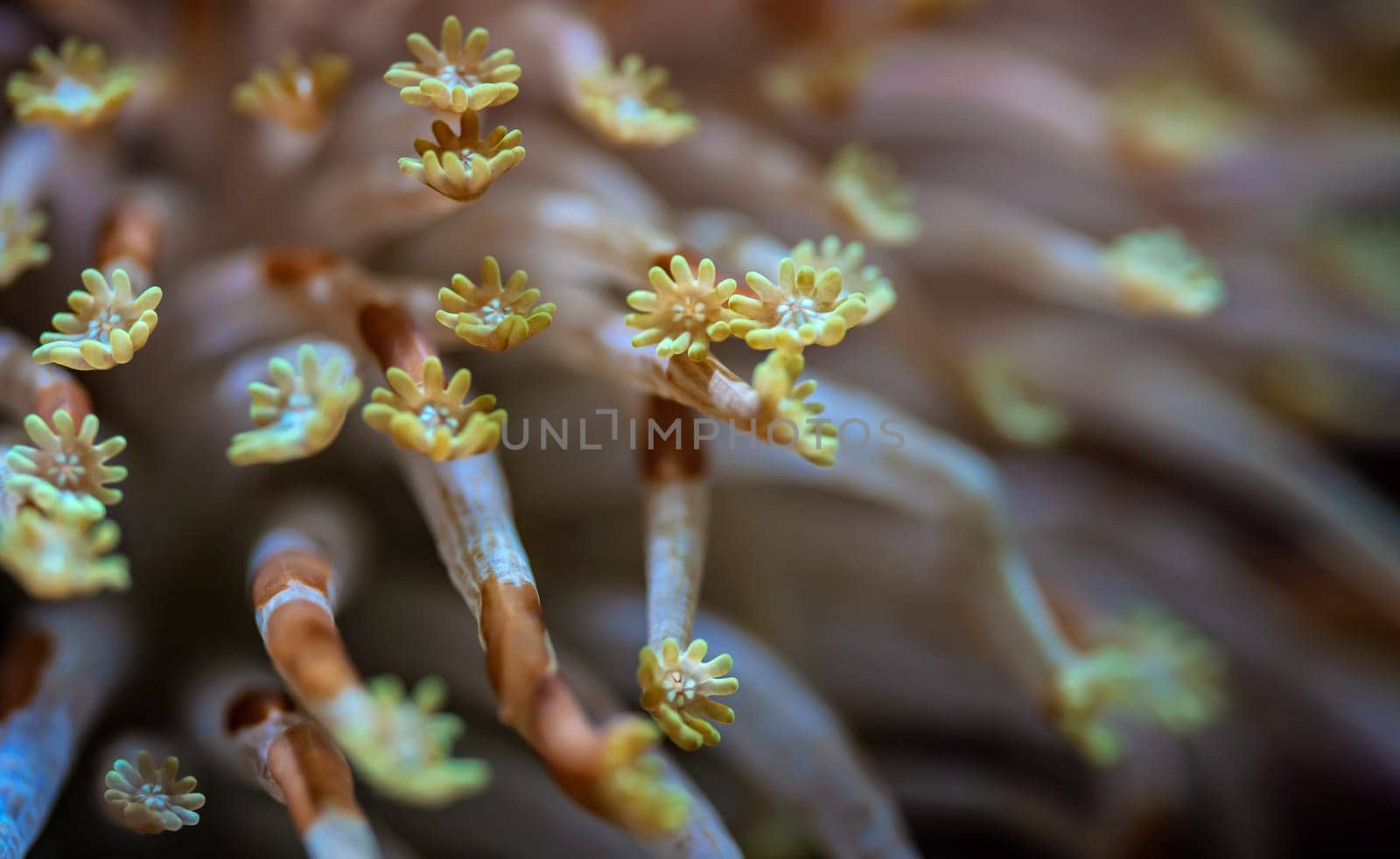 Alveopora Daisy sea coral with flower like tentacles glowing under UV light, closeup detail - abstract marine life underwater image