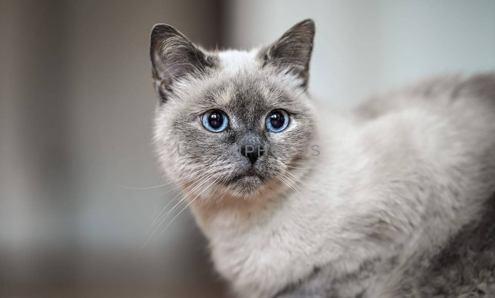 Older gray cat with piercing blue eyes, closeup detail