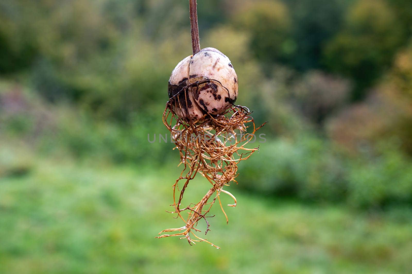Avocado (Persea americana) core with roots against a green background
