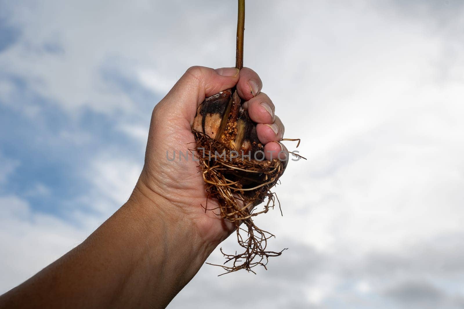 A human hand holds an avocado (Persea americana) pit with roots against an overcast sky