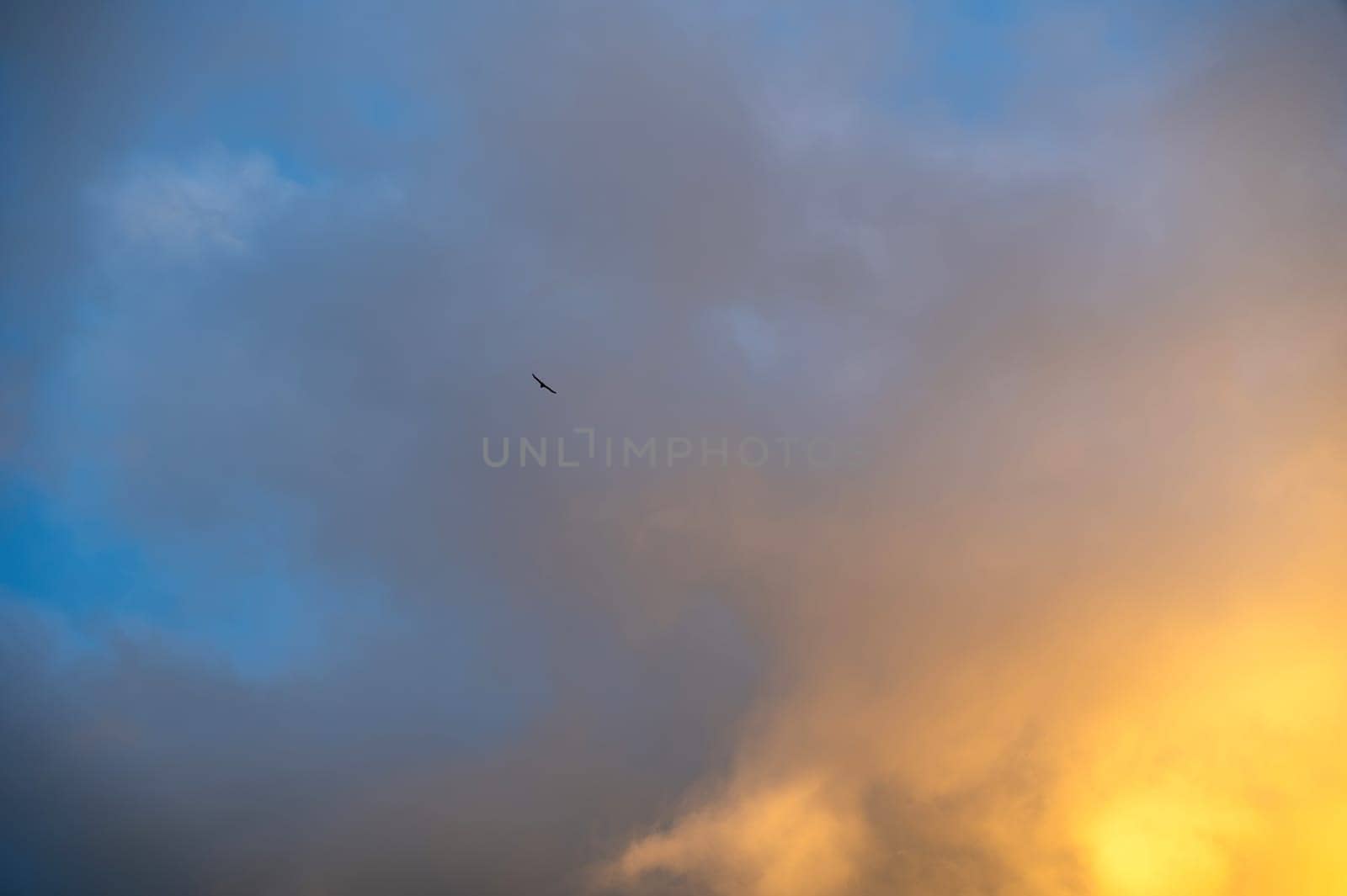 A bird and cloud in the sky in the evening sun