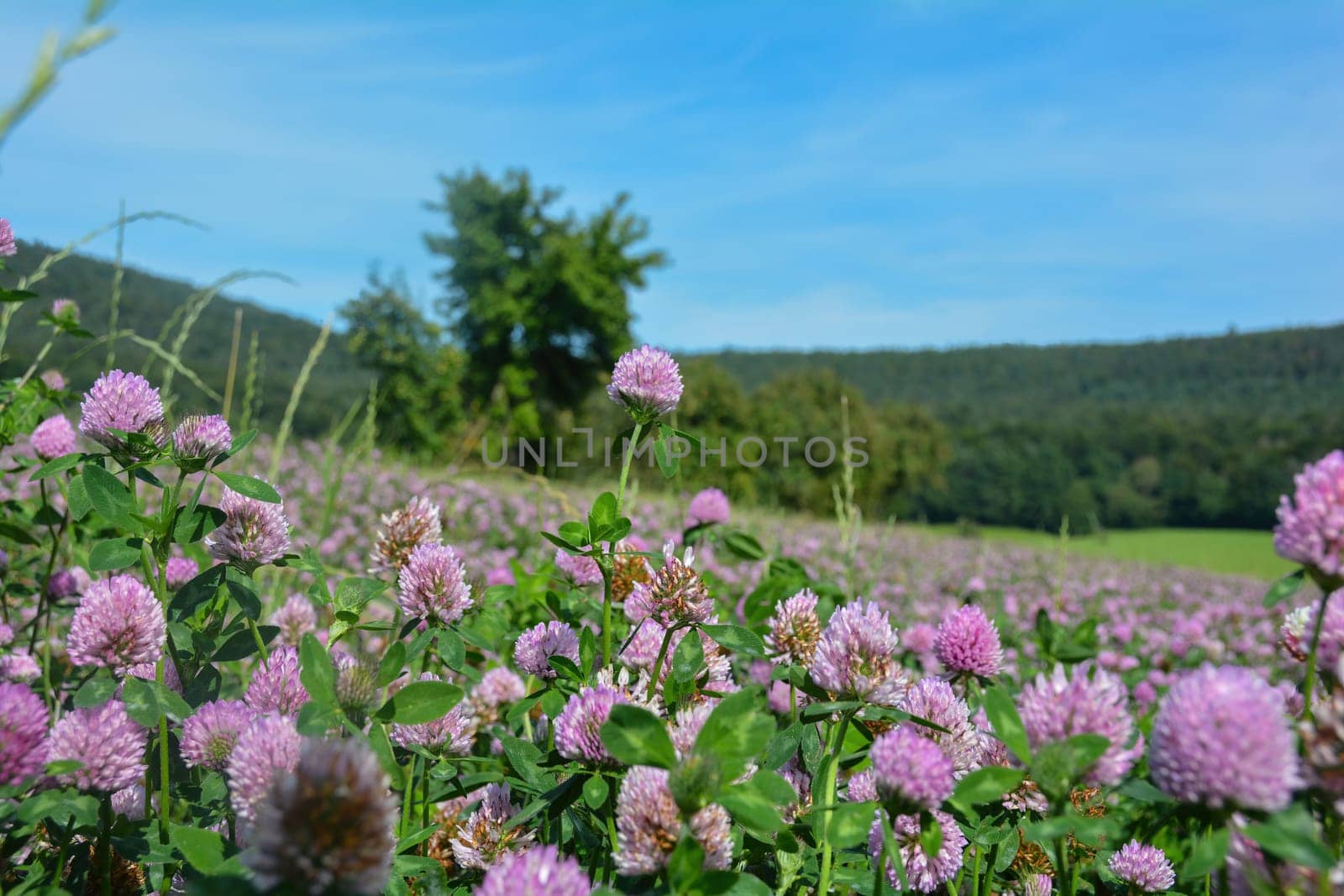 Meadow clover (Trifolium pratense) field with many flowers in green nature in front of a forest