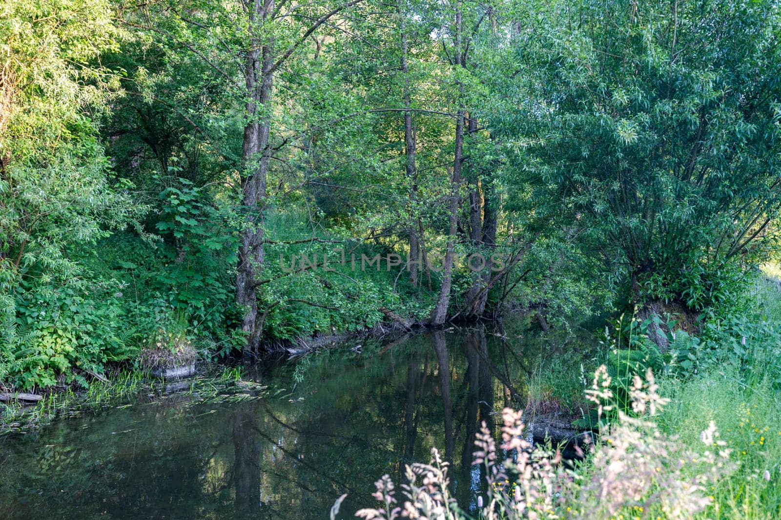 Bank of a stream in green nature