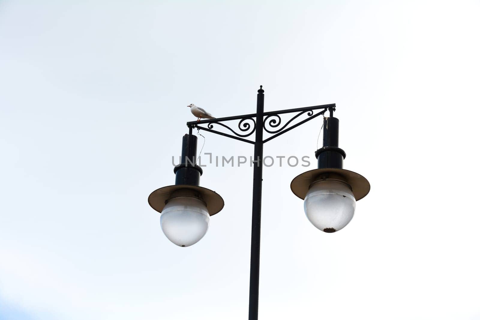 A seagull sits on an old street lamp under an overcast sky,A seagull sits on an old street lamp under an overcast sky