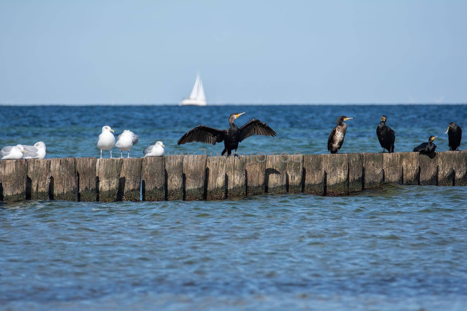 Cormorants ( Phalacrocoracidae ) and seagulls sit on wooden breakwaters, in the background a sailing ship, on the Baltic Sea coast on the island of Poel near Timmendorf, Germany