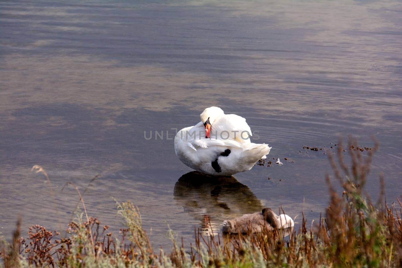 A white swan preens itself, with chicks, in the water of a lake, with grasses in the foreground