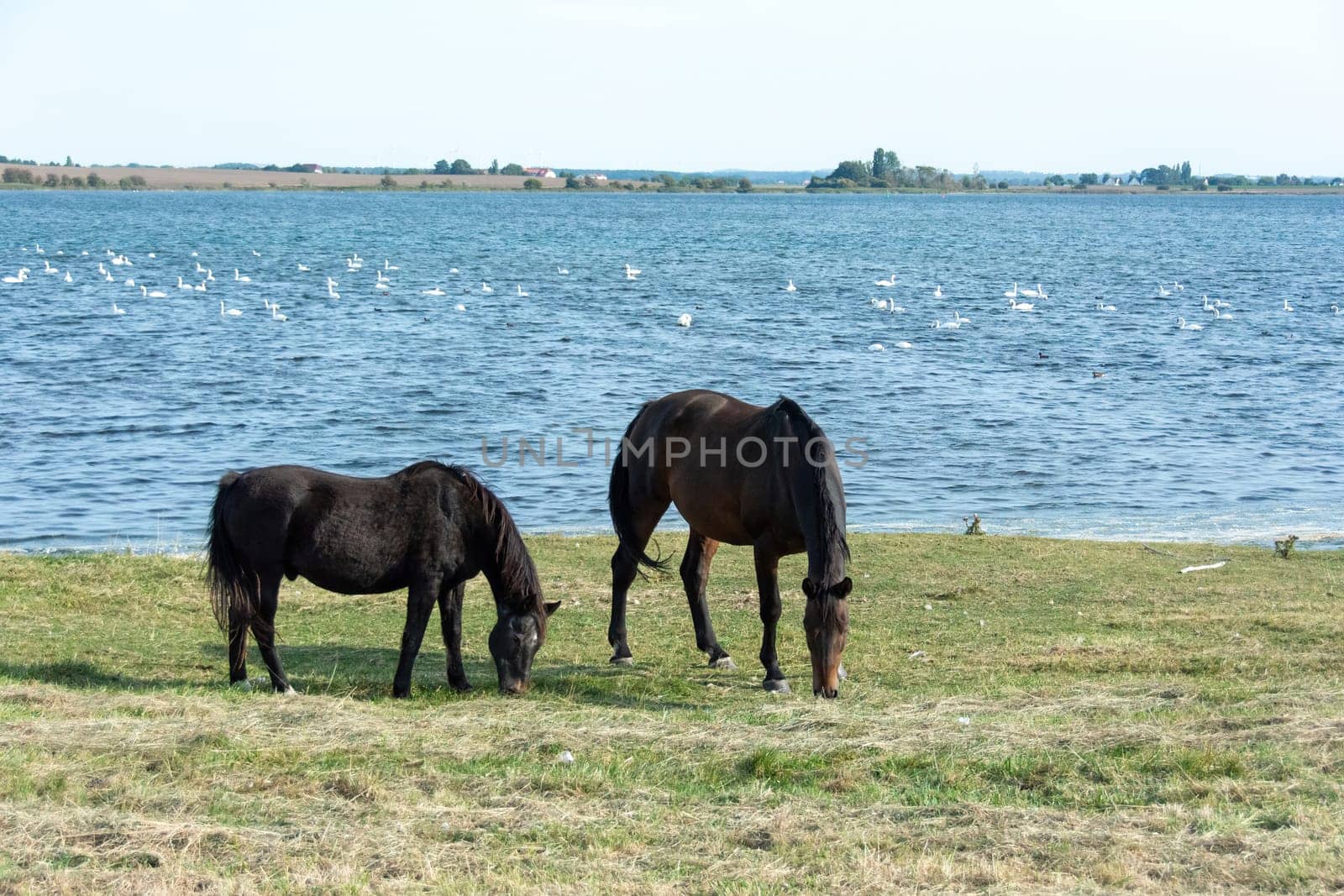 Two horses in the pasture on the shore of a lake with many swans in the water, on the island of Poel, Germany