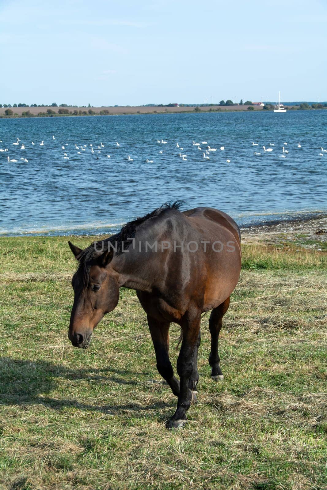 A horse in the pasture on the shore of a lake with many swans in the water