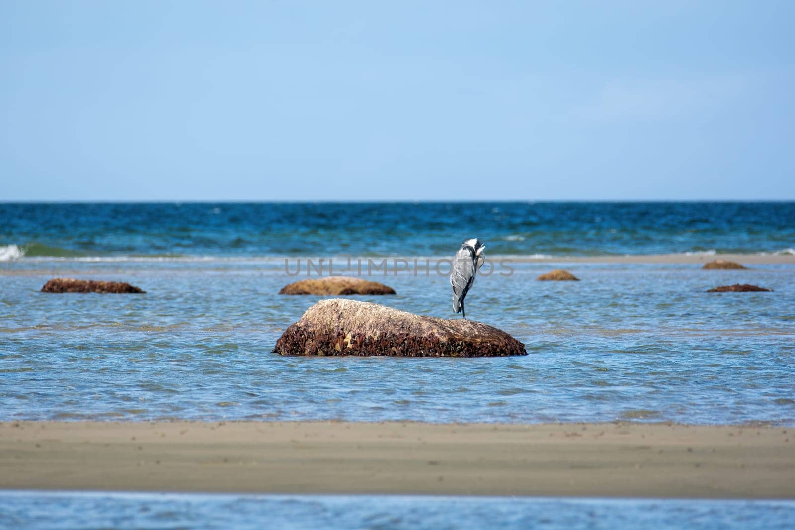 A gray heron (Ardea cinerea) stands with its head tucked in the sea on a large rock, on the island of Poel, Germany