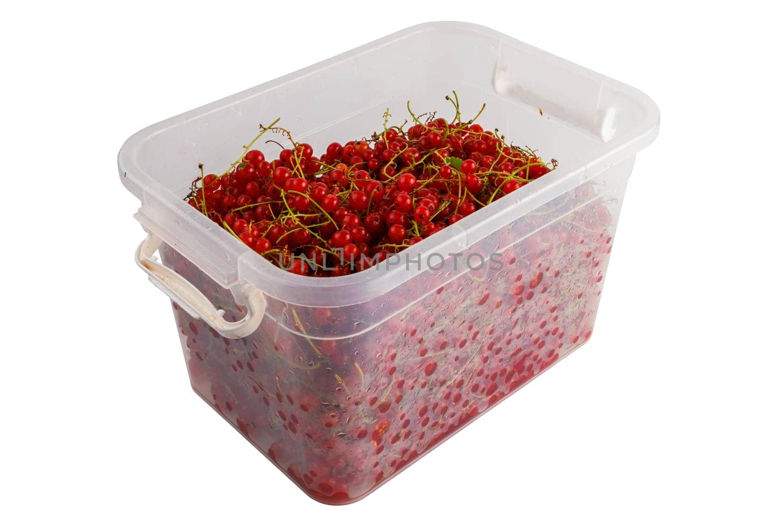 plastic container with red currants isolated on white background.