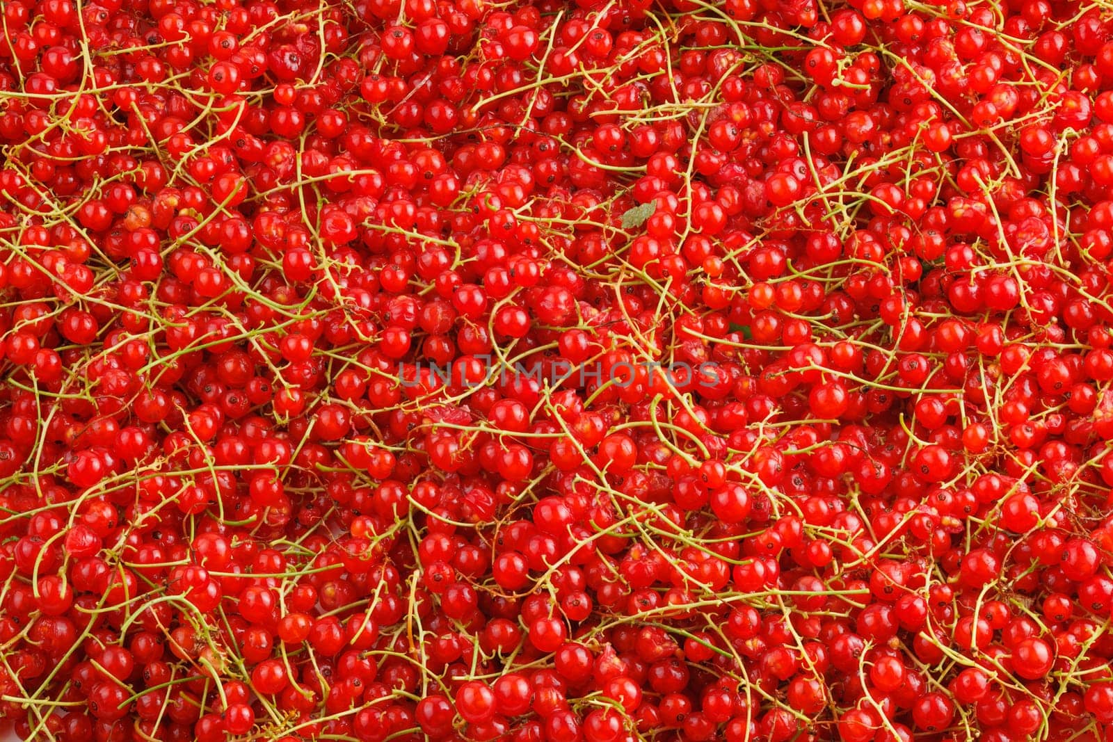 full-frame background and texture of red currants pile in high angle view.
