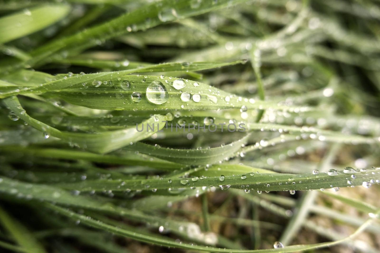 Detail of fresh grass wet by rain in nature