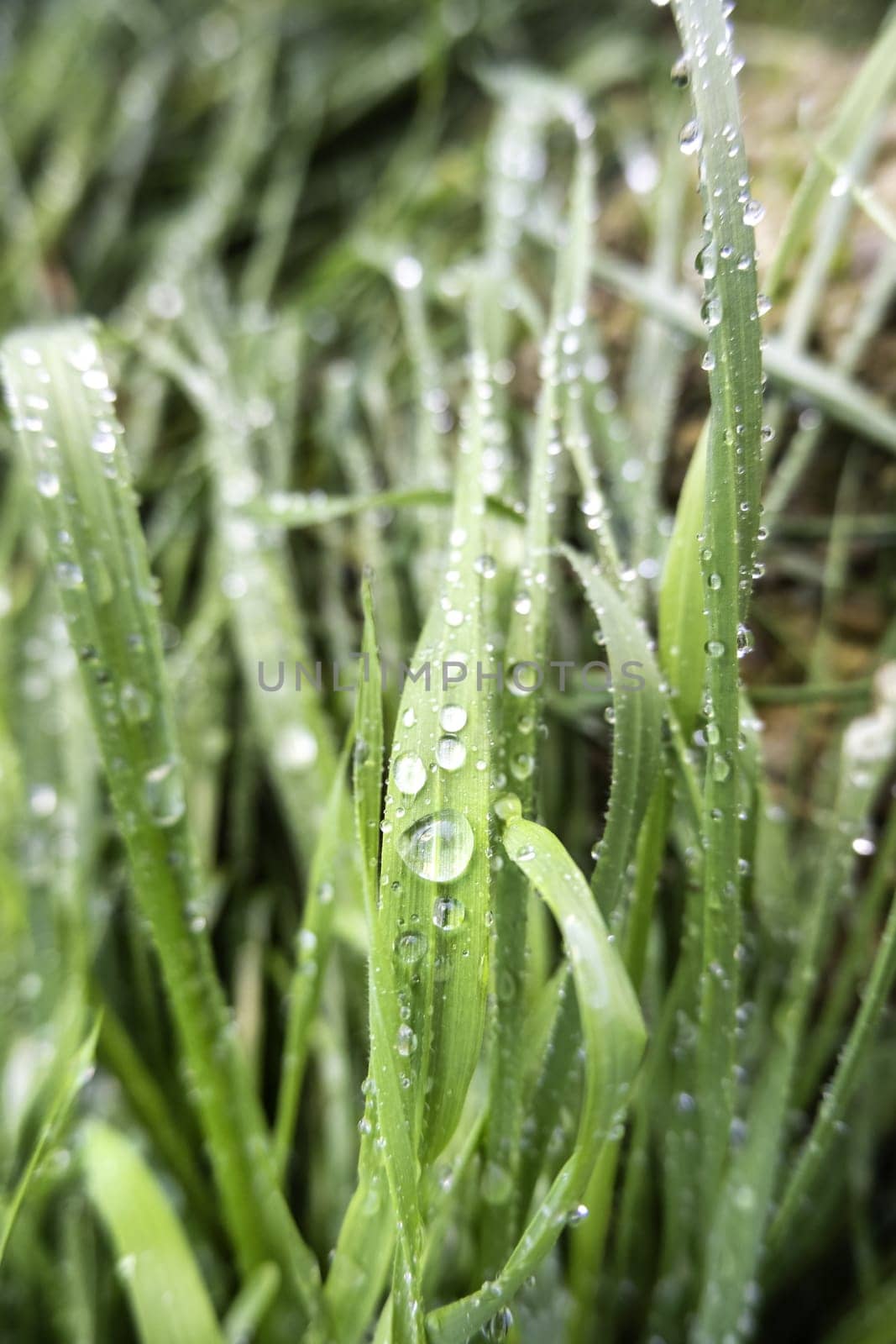 Detail of fresh grass wet by rain in nature