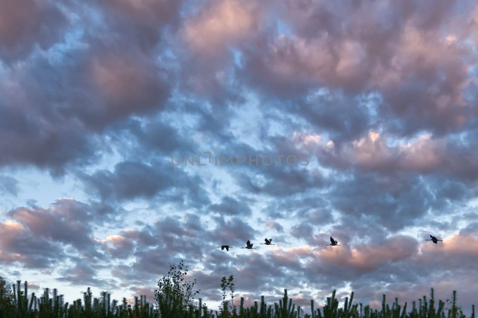 Cranes fly over trees in a forest with dramatic skies. Migratory birds on the Darss. Wildlife photo of birds from nature at the Baltic Sea.