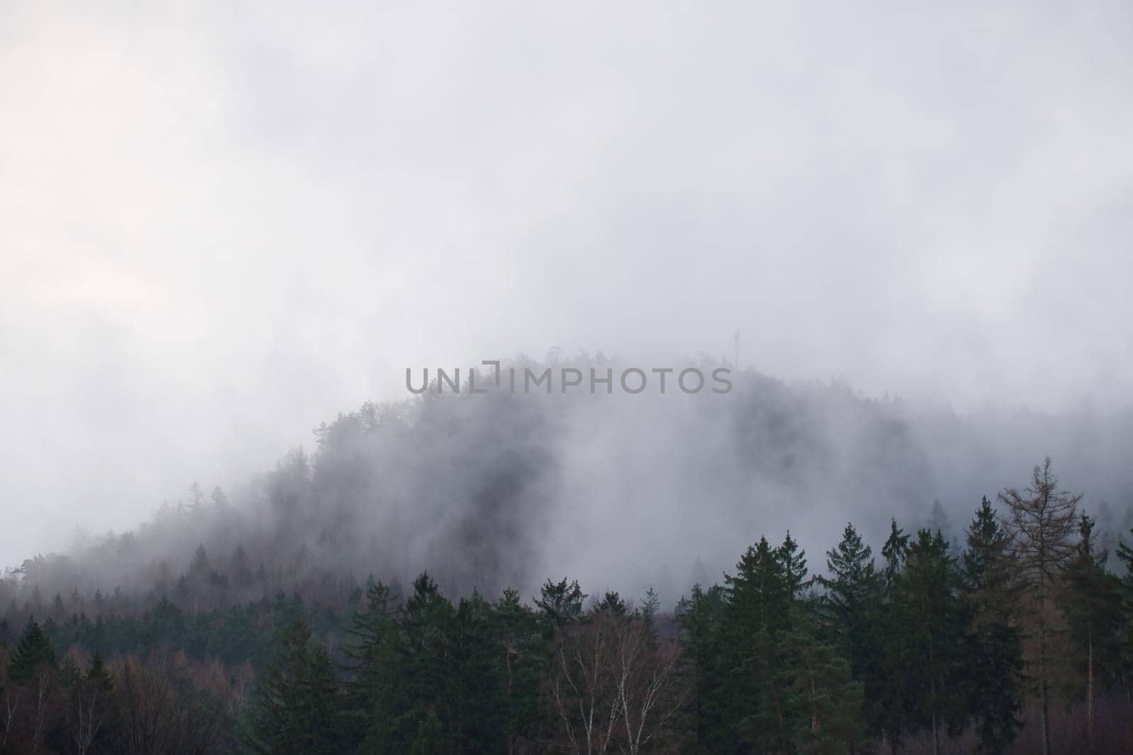 Foggy forest on a mountain in the Elbe Sandstone Mountains. Gloomy atmosphere between fir trees. Landscape from Germany