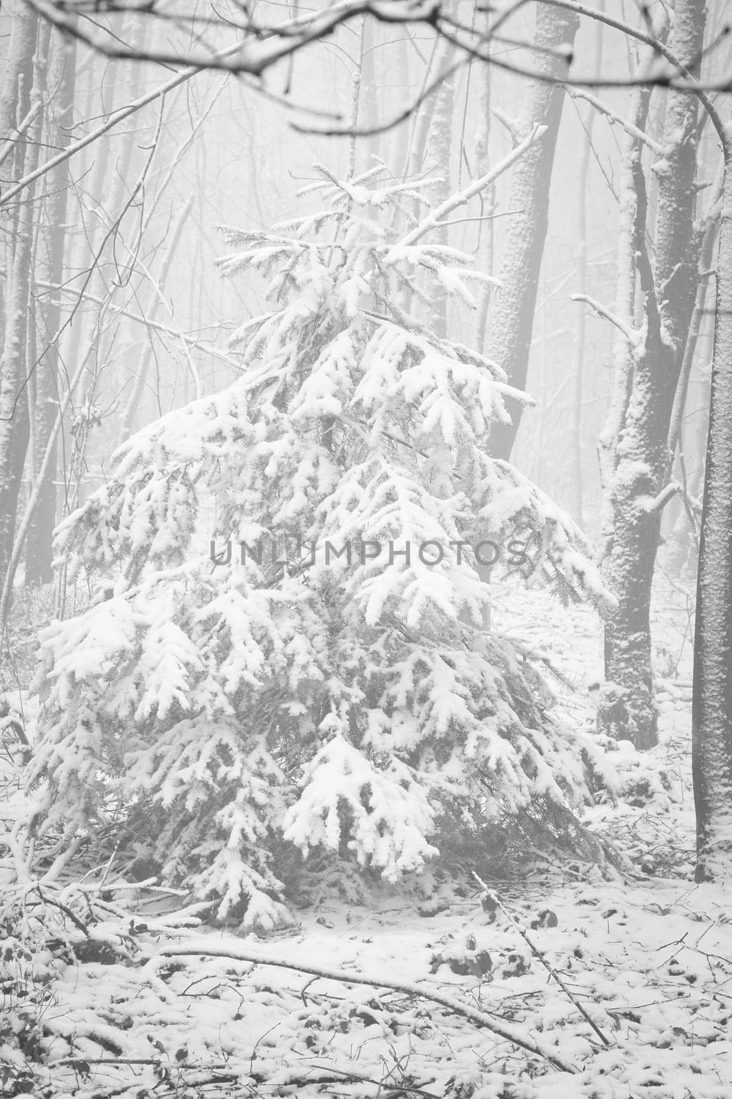 Snow-covered fir tree in a winter forest with snow. Coniferous forest covered in snow and frost. Landscape shot from the forest